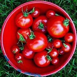 Выращивание помидоров...