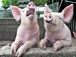 Истребление поголовья свиней в России получило неожиданное объяснение