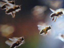 "Защитите пчелу от коммерсанта"