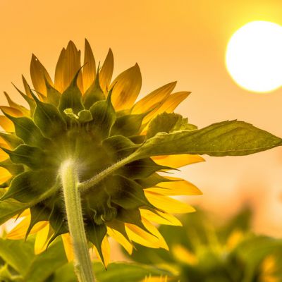 Ученые узнали, почему подсолнух всегда поворачивается к Солнцу