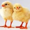 Выращивание бройлерных цыплят