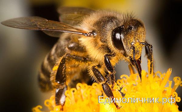 В Башкирии за год было выведено 300 чистопородных семей среднерусской пчелы 16 марта 2020