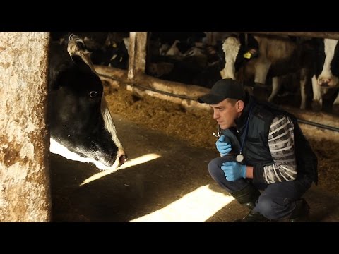 Следим за здоровьем коровы после родов. ИНСТРУМЕНТЫ И ТЕСТЫ