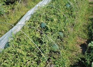 Выращивание арбузов в Подмосковье