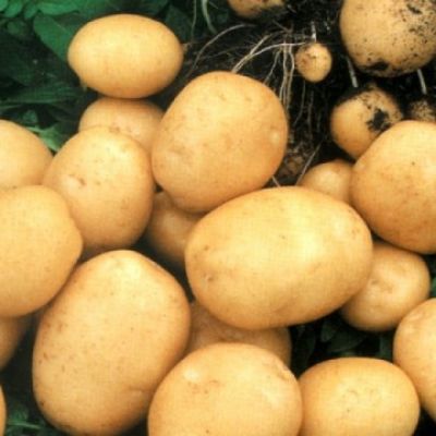 О прошлом картошки