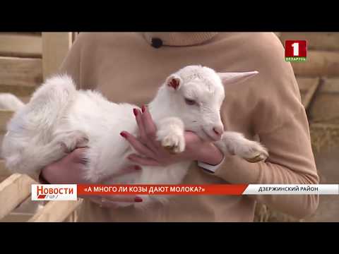 Разведение коз в Дзержинском районе по экоправилам. "Новости. Центральный регион"