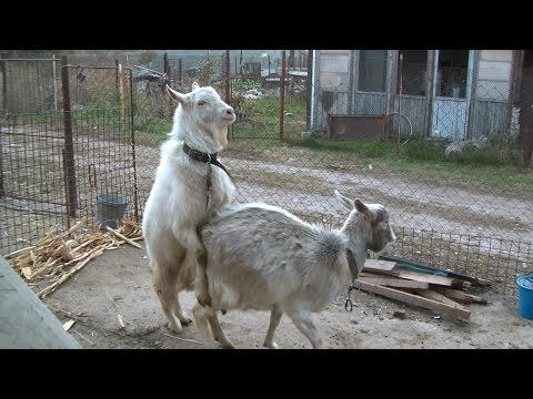 Случка коз. Как покрыть козу. Mating goat.