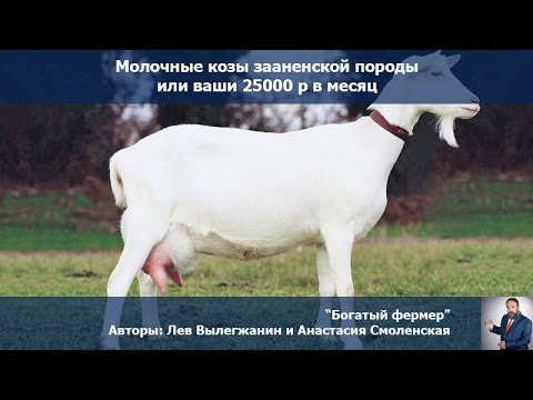 Сельский бизенс. Молочные козы зааненской породы или ваши 25000 р в месяц